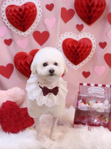 20240218MAPLEちゃん